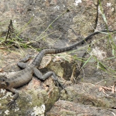 Intellagama lesueurii (Australian Water Dragon) at Mittagong - 7 Feb 2024 by GlossyGal