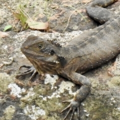 Intellagama lesueurii at Mittagong - 8 Feb 2024