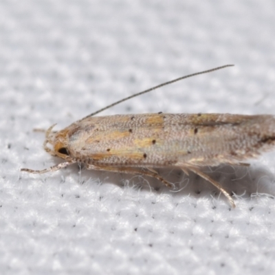 Ardozyga hilara (A Gelechioid moth) - NatureMapr Australia