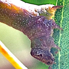 Geometridae (family) IMMATURE (Unidentified IMMATURE Geometer moths) at Mulligans Flat - 4 Feb 2024 by betchern0t