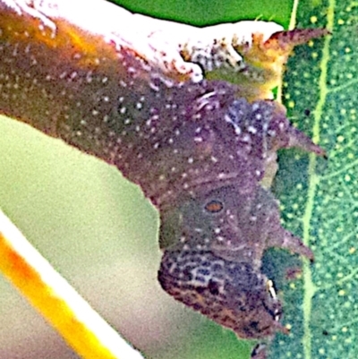Geometridae (family) IMMATURE at Mulligans Flat - 4 Feb 2024 by betchern0t
