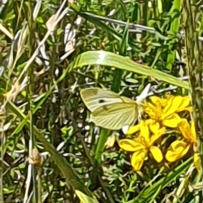 Pieris rapae (Cabbage White) at Mawson, ACT - 7 Feb 2024 by ChrisBenwah