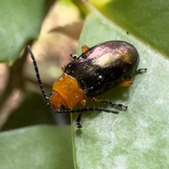 Lamprolina (genus) (Pittosporum leaf beetle) at Macquarie Pass - 7 Feb 2024 by GlossyGal