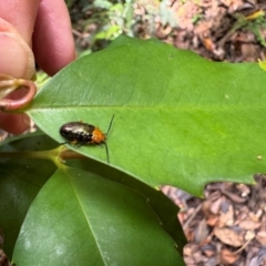 Lamprolina (genus) at Macquarie Pass - 7 Feb 2024