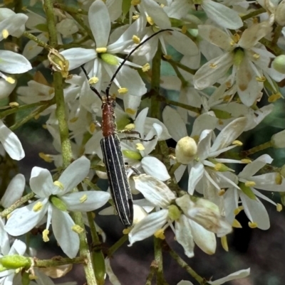 Syllitus rectus (Longhorn beetle) at Uriarra Village, ACT - 8 Feb 2024 by Pirom