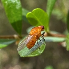 Unidentified Other true fly at Uriarra Village, ACT - 8 Feb 2024 by Pirom