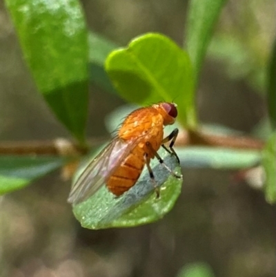 Drosophila sp. (genus) at Uriarra Village, ACT - 8 Feb 2024 by Pirom