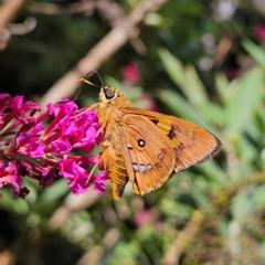 Trapezites symmomus (Splendid Ochre) at Braidwood, NSW - 7 Feb 2024 by MatthewFrawley