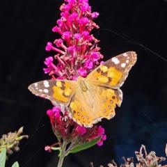 Vanessa kershawi (Australian Painted Lady) at QPRC LGA - 7 Feb 2024 by MatthewFrawley