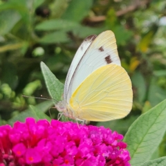 Appias paulina (Yellow albatross) at QPRC LGA - 7 Feb 2024 by MatthewFrawley