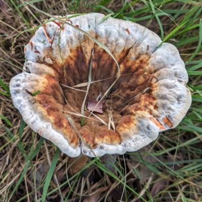 Amauroderma rude (Red-staining Stalked Polypore) at The Pinnacle - 7 Feb 2024 by CattleDog