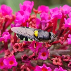 Odontomyia hunteri (Soldier fly) at Braidwood, NSW - 7 Feb 2024 by MatthewFrawley