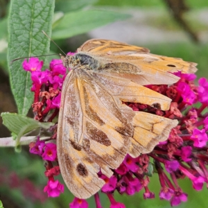 Heteronympha merope at QPRC LGA - 8 Feb 2024 10:57 AM