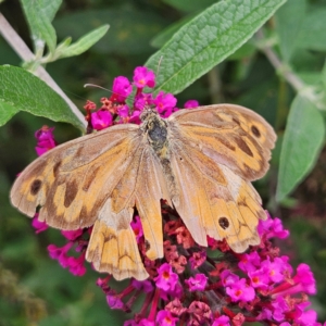 Heteronympha merope at QPRC LGA - 8 Feb 2024 10:57 AM