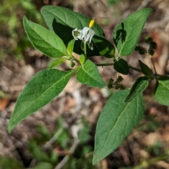 Solanum chenopodioides (Whitetip Nightshade) at Hawker, ACT - 7 Feb 2024 by CattleDog