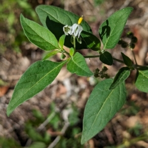 Solanum chenopodioides at The Pinnacle - 8 Feb 2024 10:07 AM