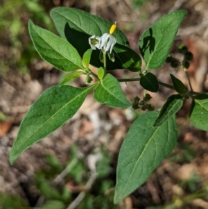 Solanum chenopodioides at The Pinnacle - 8 Feb 2024