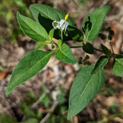 Solanum chenopodioides (Whitetip Nightshade) at The Pinnacle - 7 Feb 2024 by CattleDog