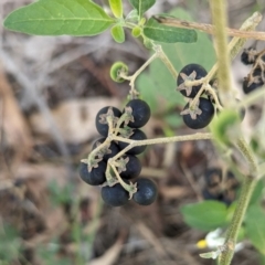 Solanum chenopodioides at The Pinnacle - 8 Feb 2024