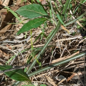 Solanum chenopodioides at The Pinnacle - 8 Feb 2024 10:07 AM