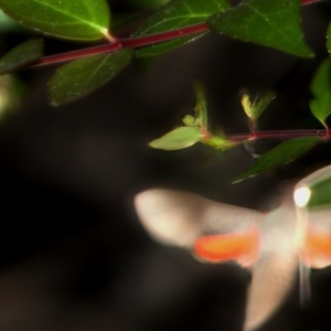 Sphingidae at Chisholm, ACT - 6 Feb 2024