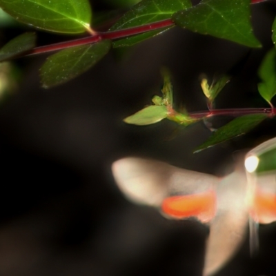 Sphingidae (A Hawk moth) at Chisholm, ACT - 6 Feb 2024 by RomanSoroka