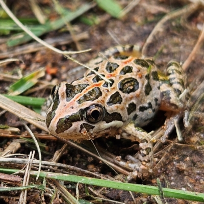 Limnodynastes tasmaniensis (Spotted Grass Frog) at Braidwood, NSW - 8 Feb 2024 by MatthewFrawley