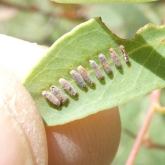 Unidentified Insect at Flea Bog Flat to Emu Creek Corridor - 7 Feb 2024 by JohnGiacon