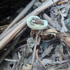 Sanguinoderma rude (Red-staining Stalked Polypore) at Tidbinbilla Nature Reserve - 8 Feb 2024 by Csteele4