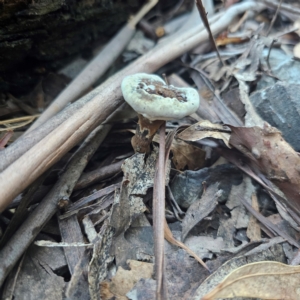 Sanguinoderma rude at Tidbinbilla Nature Reserve - 8 Feb 2024 06:20 PM