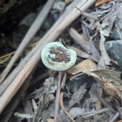 Sanguinoderma rude at Tidbinbilla Nature Reserve - 8 Feb 2024