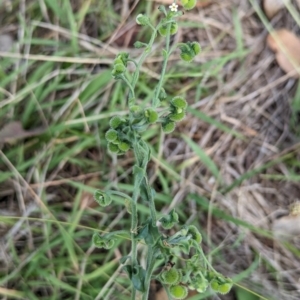 Hackelia suaveolens at The Pinnacle - 8 Feb 2024 10:03 AM