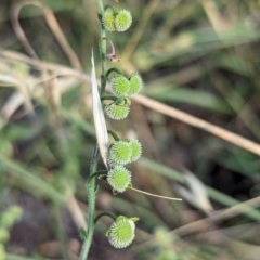 Hackelia suaveolens at The Pinnacle - 8 Feb 2024