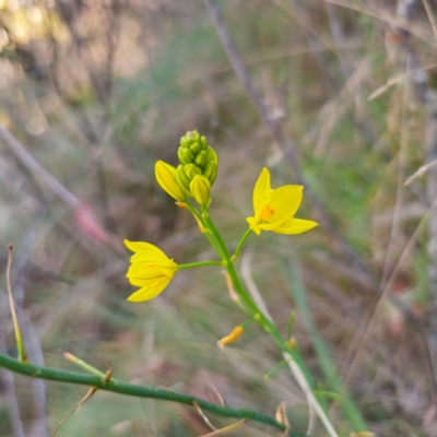 Bulbine glauca (Rock Lily) at Tidbinbilla Nature Reserve - 8 Feb 2024 by Csteele4