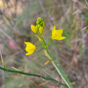 Bulbine glauca at Tidbinbilla Nature Reserve - 8 Feb 2024 05:53 PM