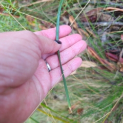 Bulbine glauca at Tidbinbilla Nature Reserve - 8 Feb 2024