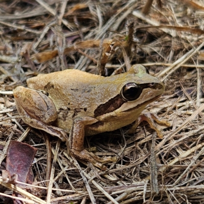Litoria verreauxii verreauxii (Whistling Tree-frog) at QPRC LGA - 8 Feb 2024 by MatthewFrawley