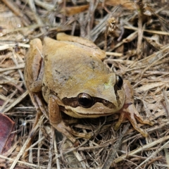 Litoria verreauxii verreauxii at QPRC LGA - 8 Feb 2024 12:10 PM