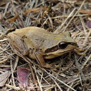 Litoria verreauxii verreauxii at QPRC LGA - 8 Feb 2024 12:10 PM