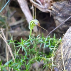 Diplodium decurvum (Summer greenhood) at Paddys River, ACT - 8 Feb 2024 by Csteele4
