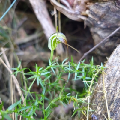 Diplodium decurvum (Summer greenhood) at Tidbinbilla Nature Reserve - 8 Feb 2024 by Csteele4