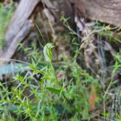 Diplodium decurvum at Tidbinbilla Nature Reserve - 8 Feb 2024