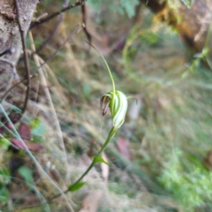 Diplodium decurvum at Tidbinbilla Nature Reserve - suppressed