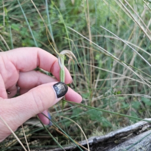 Diplodium sp. at Tidbinbilla Nature Reserve - suppressed