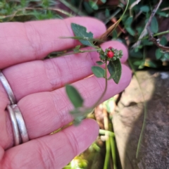 Einadia nutans subsp. nutans (Climbing Saltbush) at Tidbinbilla Nature Reserve - 8 Feb 2024 by Csteele4