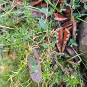 Einadia nutans subsp. nutans at Tidbinbilla Nature Reserve - 8 Feb 2024