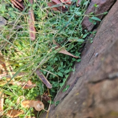 Einadia nutans subsp. nutans at Tidbinbilla Nature Reserve - 8 Feb 2024