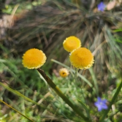 Coronidium monticola (Mountain Button Everlasting) at Tidbinbilla Nature Reserve - 8 Feb 2024 by Csteele4