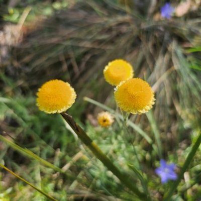 Coronidium monticola (Mountain Button Everlasting) at Paddys River, ACT - 8 Feb 2024 by Csteele4