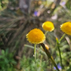 Coronidium monticola at Tidbinbilla Nature Reserve - 8 Feb 2024